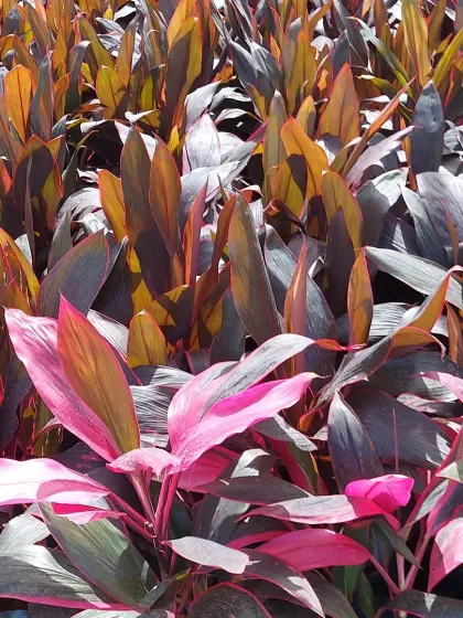 A mix of colorful Cordyline plants, also known as Ti plants, showcasing vibrant pink and deep burgundy foliage. They are excellent for adding a tropical punch of color.
