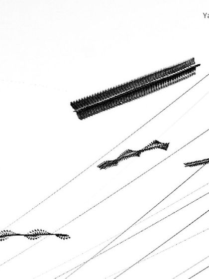 'SYMPHONY'. A creative ornithograph where the birds' flight paths create wave-like patterns, a symphony of motion captured in a single frame.