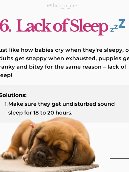 Is your puppy biting you constantly? It's a normal behavior with many causes, from teething pain to lack of sleep. This guide explains the six main reasons for puppy biting and provides practical, force-free solutions for each.