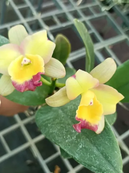 A pair of yellow Cattleya orchids.