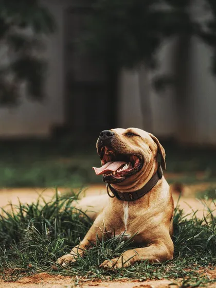 It's not always about high energy. I provide a calm, stress-free environment where dogs can also just relax, soak up the sun, and enjoy their vacation at their own pace.