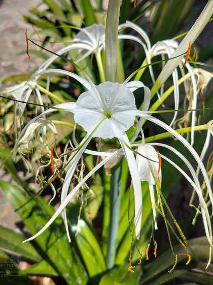 Art of Living - Spiritual Retreats & Campus Experience Our Serene Campus & Natural Beauty photo 11