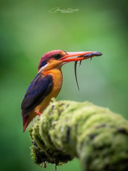 This shot of an Oriental Dwarf Kingfisher with its prey shows the beautiful contrast between the bird's colours, the green moss, and the dark catch.