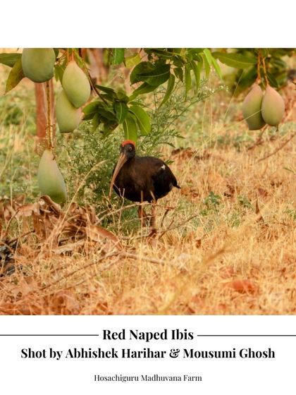 The Red-naped Ibis forages among the mango trees at Madhuvana Farm. These large, distinctive birds are a welcome sight and an indicator of a healthy wetland ecosystem nearby.