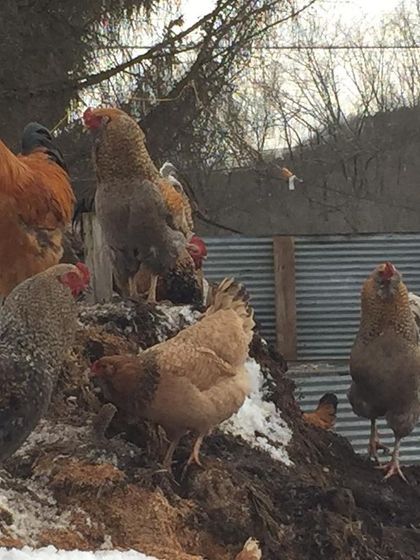 A group of roosters and hens surveying their territory from atop a snowy compost pile. They are the kings and queens of this mountain of garden gold.