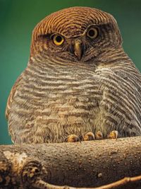 Wildlife Photography