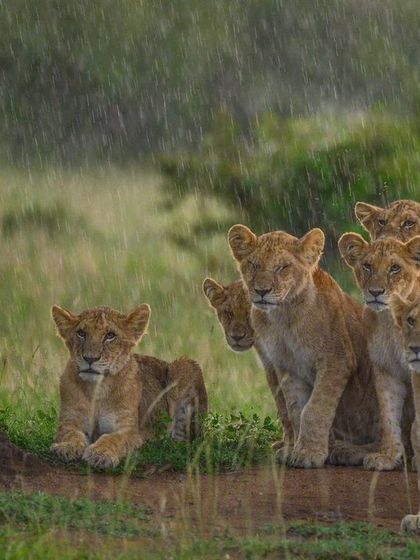 A group of lion cubs huddled together in the rain in the Masai Mara, a picture of innocence and resilience.