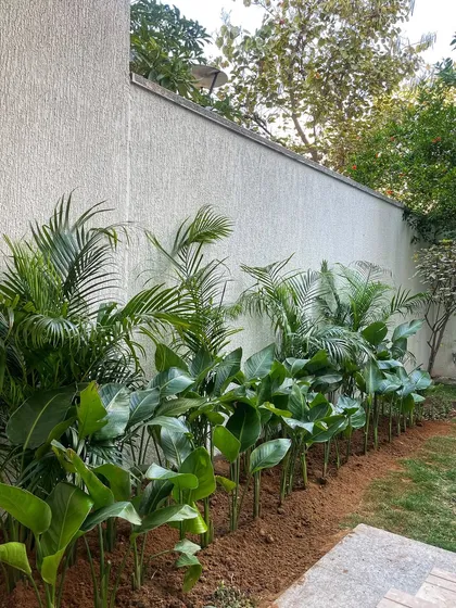 The initial planting stage for a backyard. We've laid out Birds of Paradise and Areca Palms to create a layered, tropical feel.