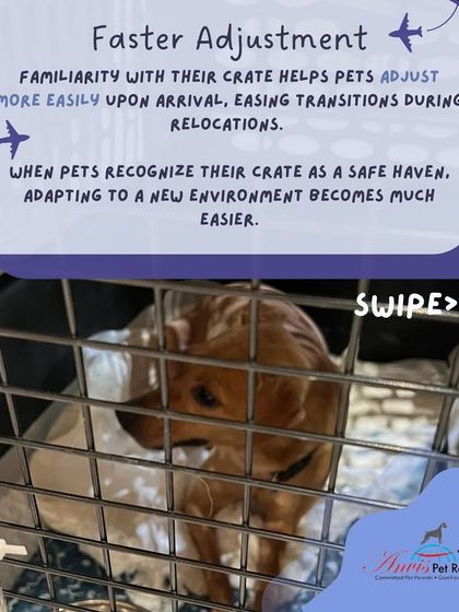 Anvis - Pet Relocation Preparing for Travel: Health, Safety & Documentation photo 30