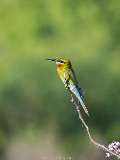 A Blue-tailed Bee-eater perched on a dry branch, its sleek profile and vibrant colours a perfect example of nature's artistry.