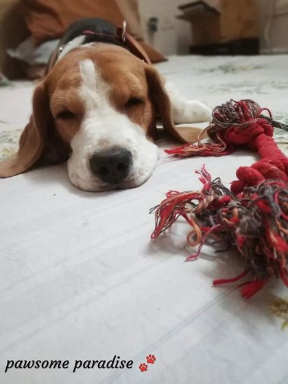 Teja Singh the Beagle is all tuckered out after a fun day. He's resting with his favorite rope toy, completely relaxed and at ease.