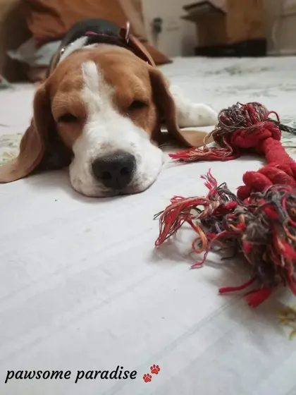 Teja Singh the Beagle is all tuckered out after a fun day. He's resting with his favorite rope toy, completely relaxed and at ease.