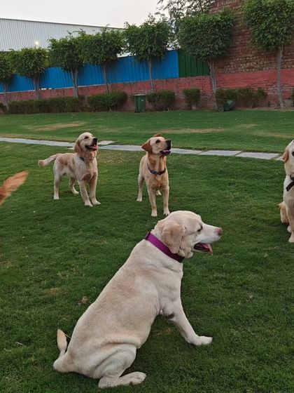 A pack of Labradors and Golden Retrievers looking up expectantly. Their focus and happy expressions show how engaged they are during their stay.