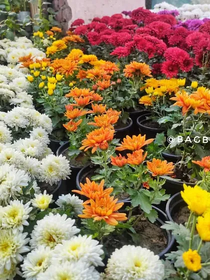 Rows of healthy Chrysanthemums in white, orange, and red, ready for planting. We ensure you get robust plants for a successful bloom.