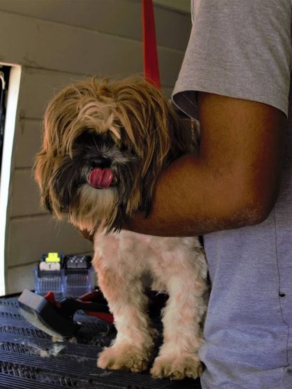 Tail It Easy - Mobile Pet Grooming Caring for All Coats & Breeds photo 7