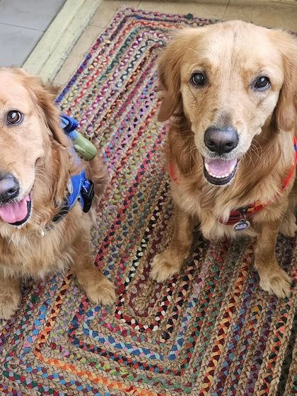 Furry Story - Premium Home Boarding Happy Guests Gallery photo 11