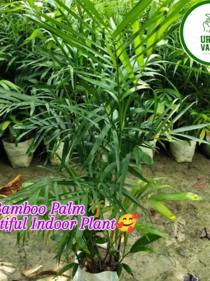 The Bamboo Palm is an elegant indoor plant that is great for low-light conditions and helps purify the air.