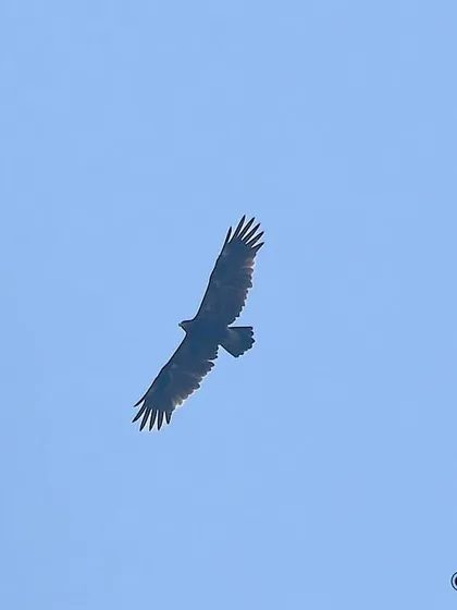 A Greater Spotted Eagle soaring high in the sky. These migratory eagles are powerful birds of prey, and capturing them in flight requires a good eye and a steady hand.