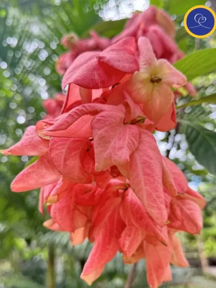 The vibrant colors of flowers at our retreat location. We believe that surrounding ourselves with beauty helps to uplift the consciousness.