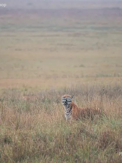 The original photograph before the painterly edits. This shows the raw moment in the Corbett grasslands, a beautiful scene in its own right, which served as the canvas for my artistic vision.