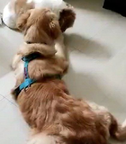 FurryDen - Home Dog Boarding Playtime & Furry Friends photo 8