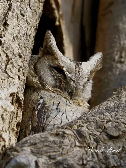 Perfectly camouflaged, an Indian Scops Owl rests within a tree hollow. Finding these nocturnal hunters during the day is a true test of observation skills. Their silent, secretive nature makes them a prized subject for any bird photographer.