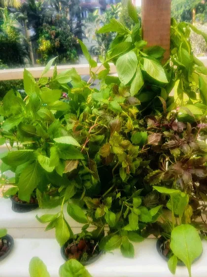 A lush bunch of mixed basil varieties. Purple basil is rich in Vitamin K and antioxidants, making it a healthy and beautiful addition to your garden.