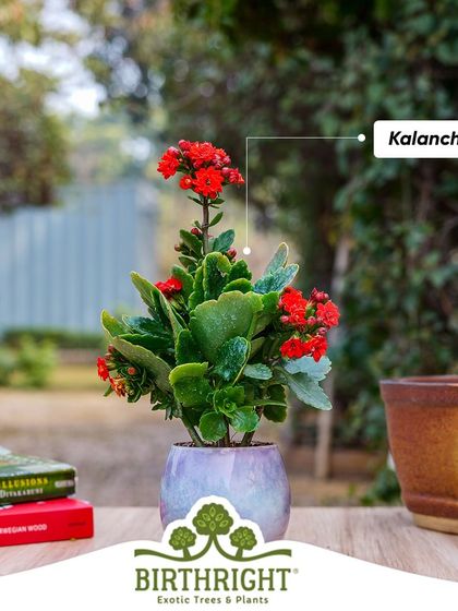 Add a pop of vibrant red to your garden or home with the Kalanchoe. This cheerful flowering plant is easy to care for and produces long lasting blooms that brighten any environment.