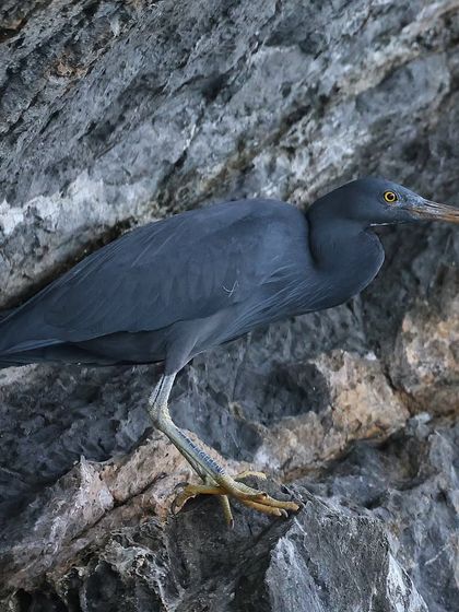 Waders, Ducks & Waterbirds photo 26