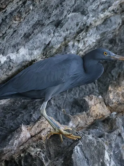 The black morph of the Pacific Reef Heron. I had tried to find this bird in Singapore over 20 times with no luck, but finally encountered this beauty on a boat trip in Langkawi, Malaysia.