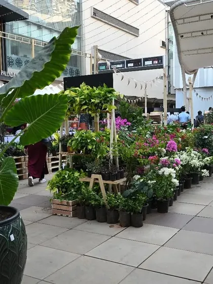 A view of our plant display at the Phoenix Palladium festival. We bring a huge variety, from large statement plants like this Alocasia to rows of colorful flowering annuals.