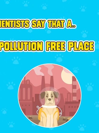 Scientists say a pollution-free place is crucial for a pet's health. Our resort is located away from the city's smog, offering a clean environment.