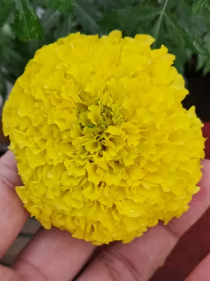 Holding a freshly bloomed marigold. The size and color show how healthy the plant is.