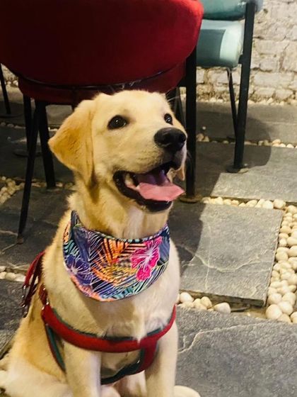 Tiger, the Lab puppy, looking up with the sweetest expression. It's impossible not to fall in love.