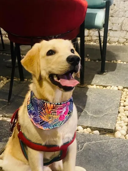 Tiger, the Lab puppy, looking up with the sweetest expression. It's impossible not to fall in love.