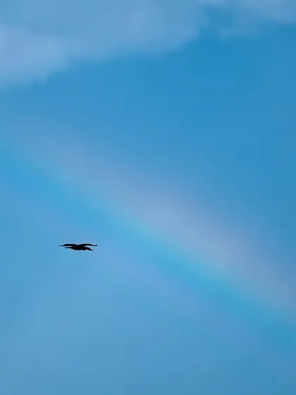 A cormorant flies across a rainbow, a moment of unexpected magic. When you go into nature without expectations, you open yourself up to being wowed by these beautiful surprises.