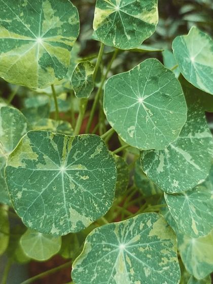 Striking Foliage & Unique Leaves photo 5