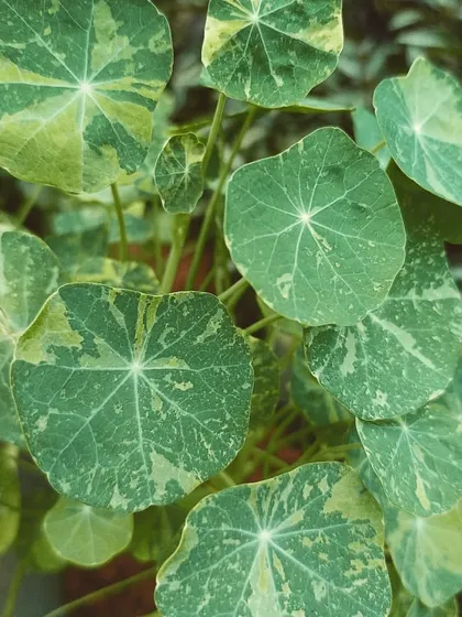 The beautiful variegated leaves of a Nasturtium plant. The splashes of cream on the round, lily-pad-like leaves make this a unique and attractive trailing or climbing plant.