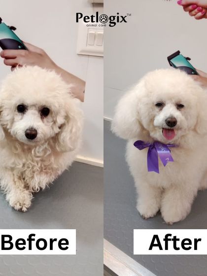 This pup is looking sharp after their appointment. Our full grooming service includes a bath, brush-out, and a haircut tailored to your dog's specific needs.