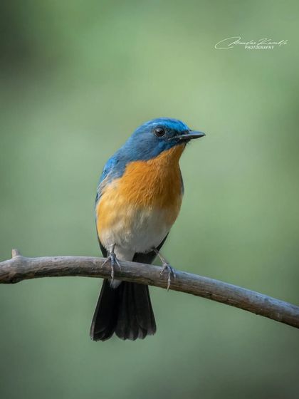 Portraits of the Wild photo 39