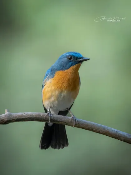 A classic portrait of a Tickell's Blue Flycatcher. The clean background and sharp focus on the bird are hallmarks of my style.