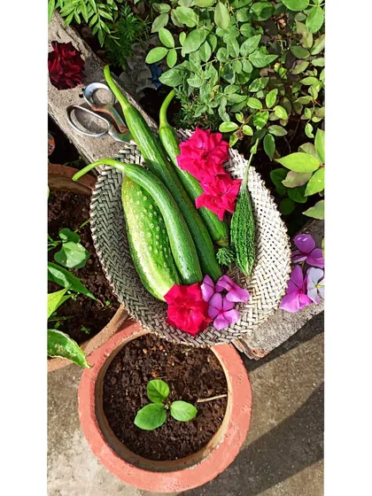 Another beautiful harvest arrangement with cucumbers, bitter gourd, and flowers, sitting next to a brinjal seedling that's just starting its journey.
