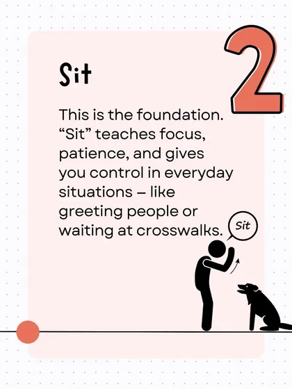 'Sit' is a foundational command that teaches focus and patience. It's incredibly useful in daily situations, like greeting people calmly or waiting at a crosswalk.