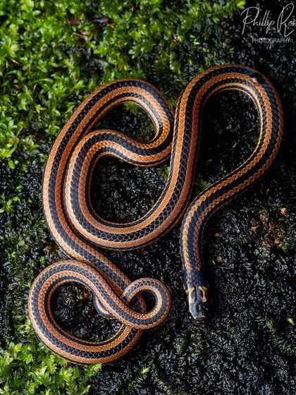 The Striped Coral Snake, another venomous and beautifully patterned snake from the Western Ghats.