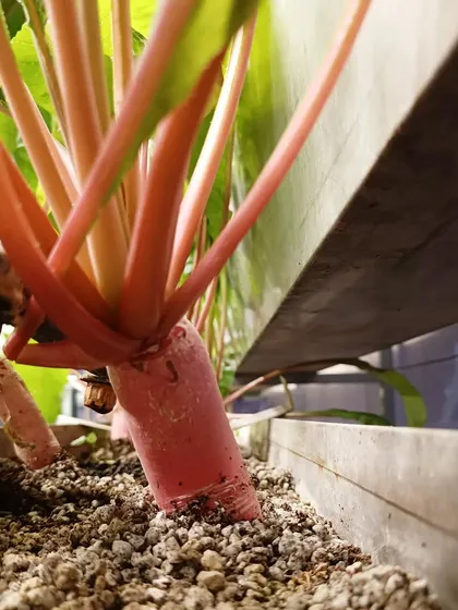 A gallery of our root vegetables, including Knol Khol and different types of radish, growing above the surface of the media.