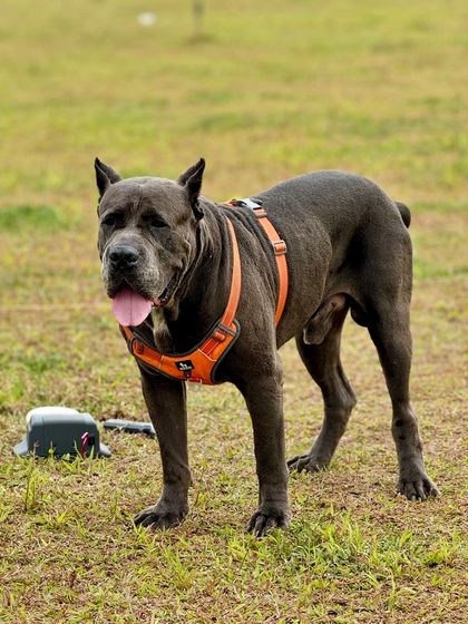 The Pawsome Camp - Dog Park & Pool Play, Train, & Learn photo 7