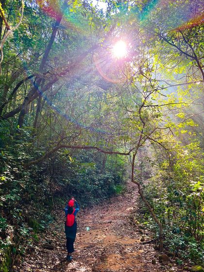 The magical light of the sun filtering through the forest canopy.