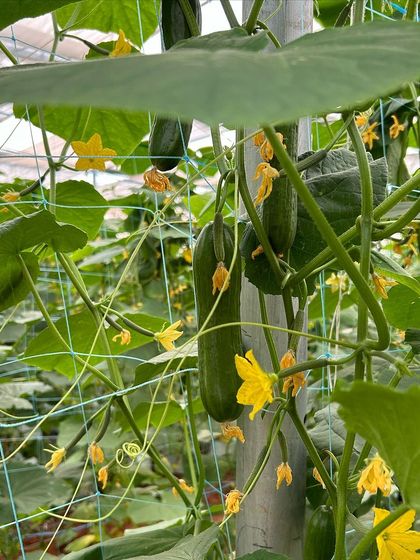 Our English cucumbers are perfect for the summer. These images show them hanging from the vine, ready to be picked and used in refreshing recipes like cucumber sandwiches.