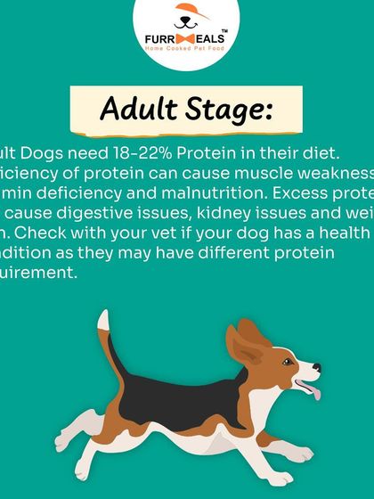 How much protein does your dog need? This guide explains the different protein requirements for puppies, adults, and senior dogs, helping you understand how to feed them correctly at every life stage.