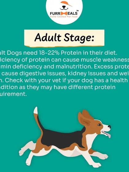 This extensive library of educational content covers everything a pet parent needs to know, from the benefits of turmeric and moringa to tips for hydration, sleep, dental health, and raising a new puppy.